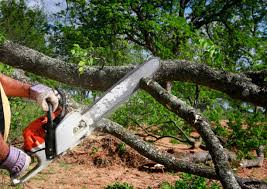 Best Tree Maintenance Programs  in Lewiston, UT