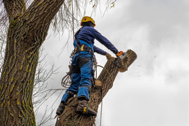 Best Commercial Tree Services  in Lewiston, UT