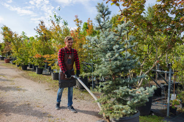 Best Firewood Processing and Delivery  in Lewiston, UT